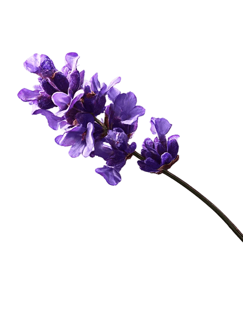 front.entreprise.history_lavender_alt