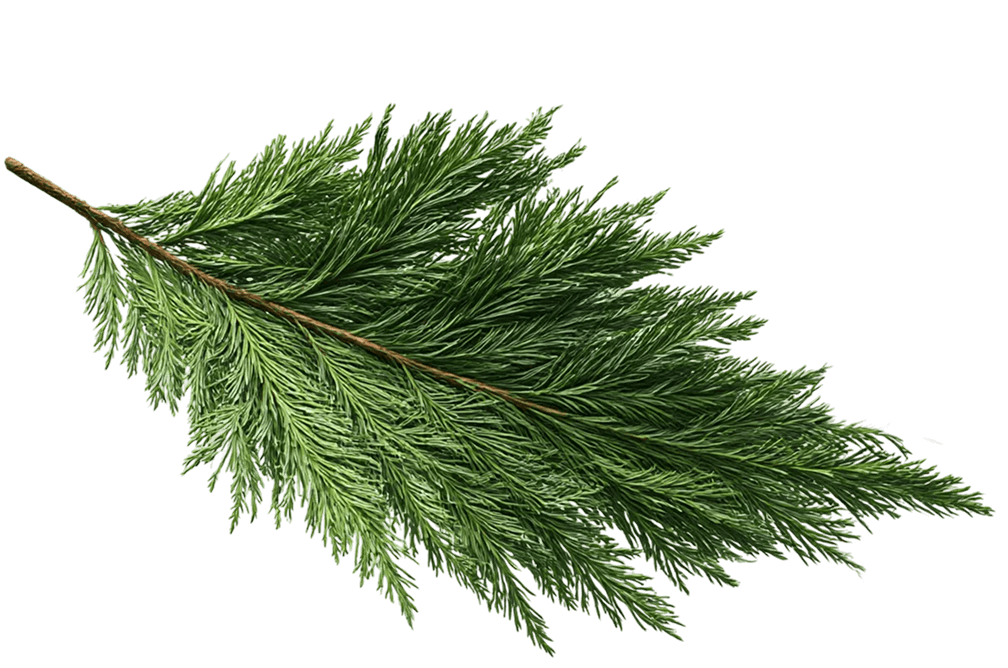 front.entreprise.history_pine_alt