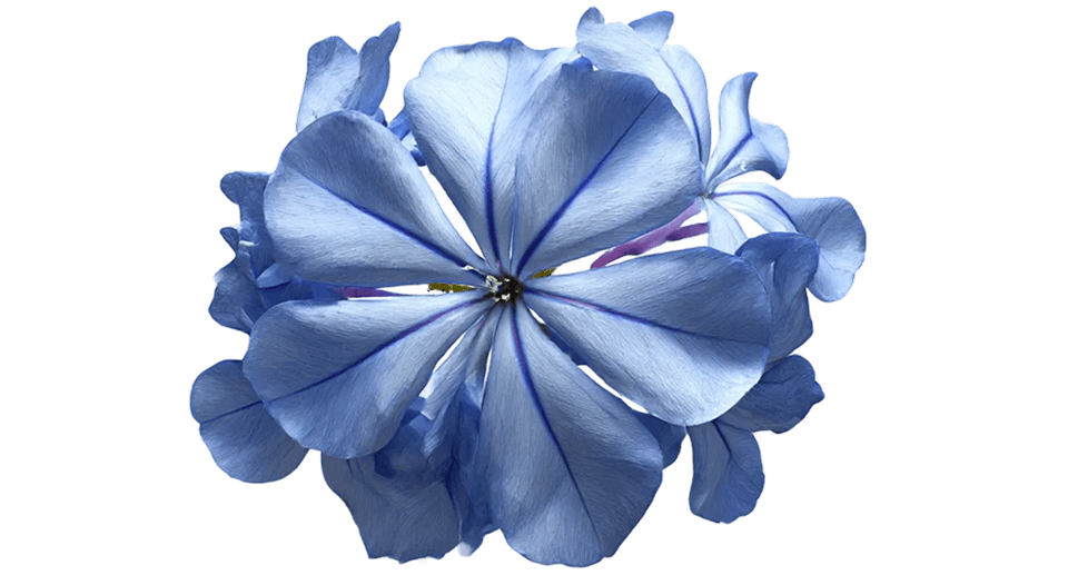 Une fleur représentant la création olfactive
