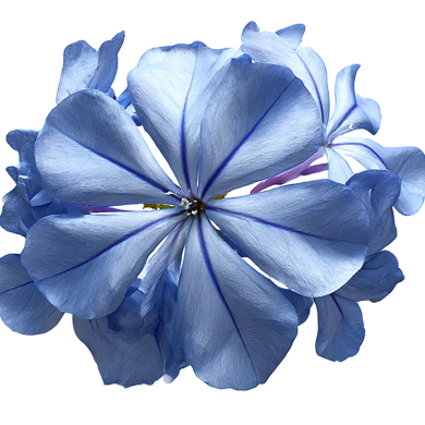 Une fleur représentant la création olfactive